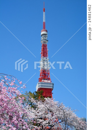 東京タワーと桜 14881462