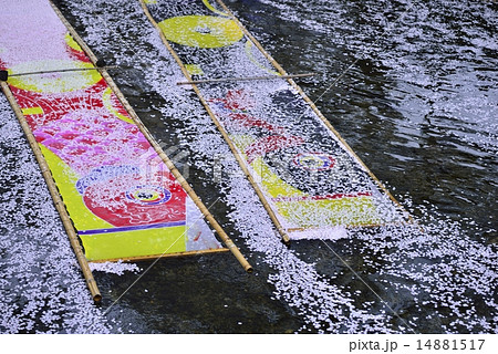 花筏と鯉のぼりの寒晒し（岩倉市五条川） 14881517