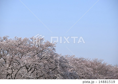 満開の桜並木（清須市五条川） 14881519