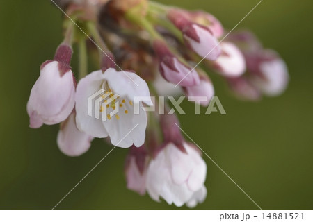 ほころびはじめた桜の蕾の写真素材