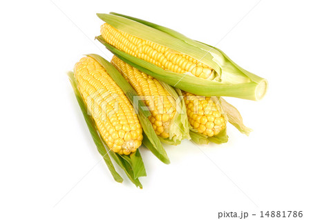 corn 14881786
