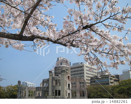 桜 桜 14882261