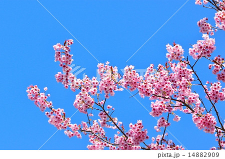 彼岸のころの早咲き桜と青空のコピースペース 14882909