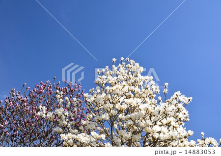 モクレンの花と青空のコピースペース モクレンの花と青空のコピースペース 14883053