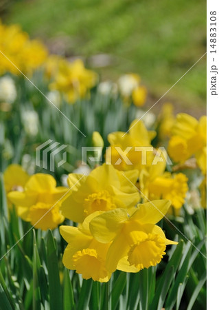 明るく希望を感じさせる水仙の花 14883108