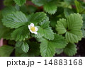 ワイルドストロベリー 14883168