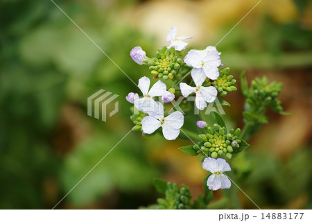 大根の花 大根の花 14883177