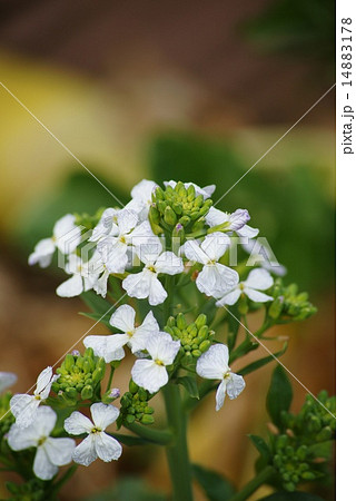 購入者に分かりやすいタイトルをつけましょう。 14883178