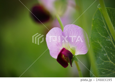 さやえんどうの花 14883195