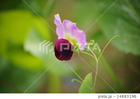 さやえんどうの花 さやえんどうの花 14883196