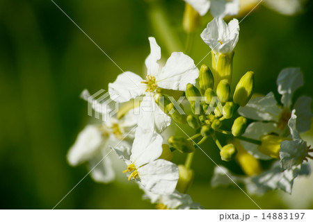 大根の花 14883197