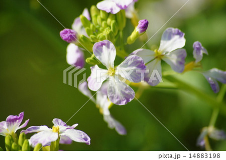 大根の花 大根の花 14883198