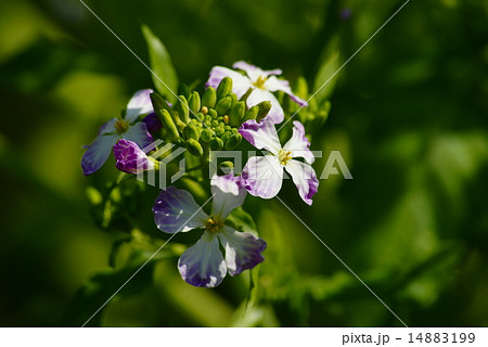 大根の花 14883199