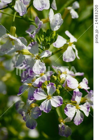大根の花 大根の花 14883200
