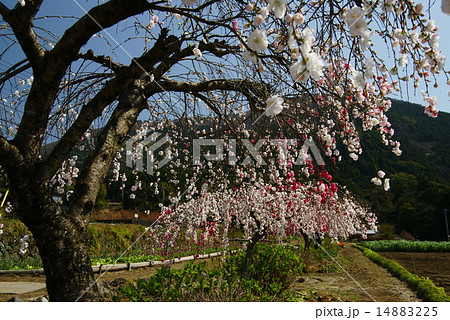 枝垂れ花桃 14883225