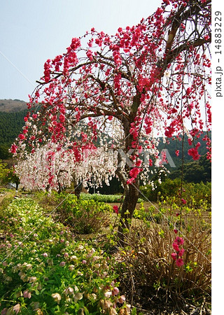 枝垂れ花桃 14883229