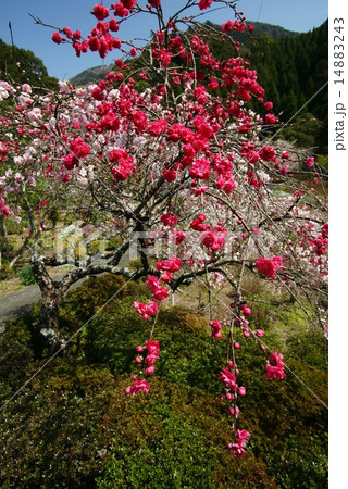 枝垂れ花桃 枝垂れ花桃 14883243