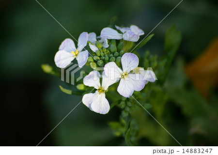 大根の花 大根の花 14883247