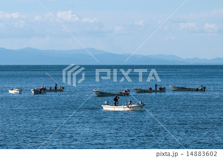 秋の昆布漁 秋の昆布漁 14883602