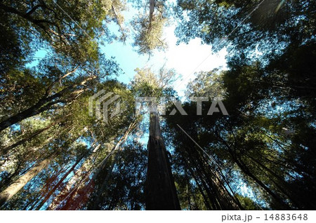 Tasmania, Mt. Field, national park 14883648