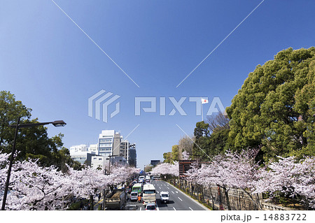 東京桜の名所　靖国神社と靖国通り 14883722