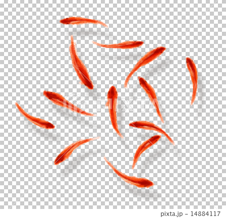 金魚 14884117