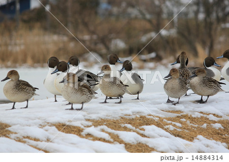 オナガガモ 14884314