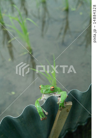 畦波からこちらをうかがうモリアオガエル 14884328