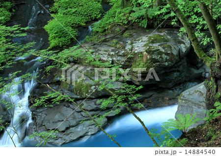 新緑の栃木スッカン沢 新緑の栃木スッカン沢 14884540