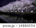 夜桜 14884554