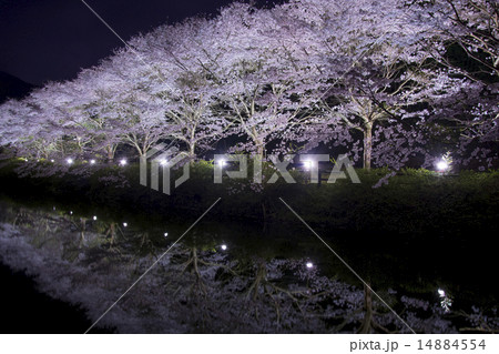 夜桜 14884554
