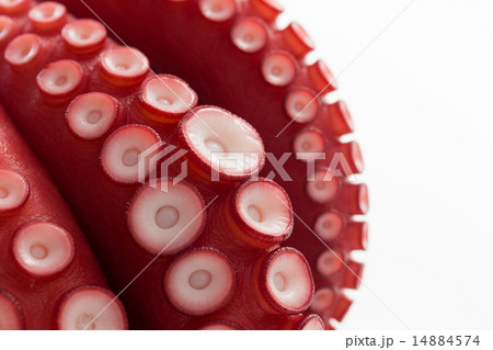 蒸したこ 蒸したこ 14884574