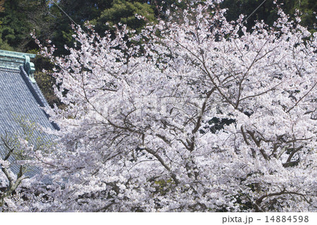 妙本寺の桜 14884598