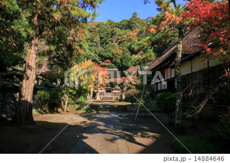 円覚寺の紅葉 14884646