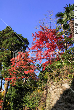 円覚寺の紅葉 円覚寺の紅葉 14884648