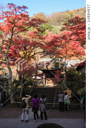 円覚寺の紅葉 円覚寺の紅葉 14884657