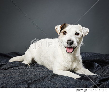 Jack Russell terrier male Jack Russell terrier male 14884676