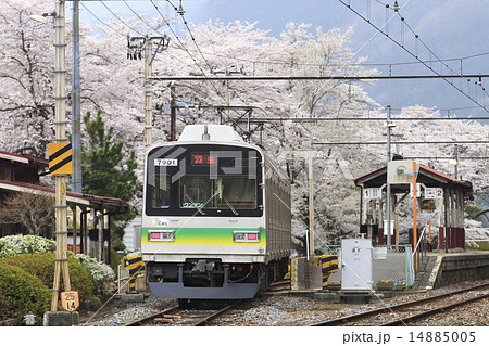 春の秩父鉄道 14885005