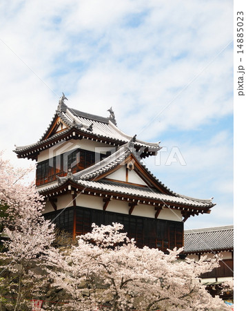 春の郡山城跡 14885023
