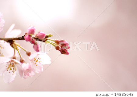 枝垂桜のアップ 14885048