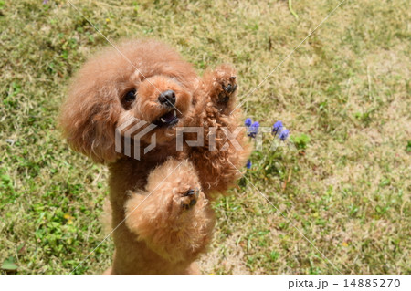 おねだり おねだり 14885270