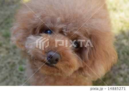 おすまし顔 14885271