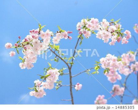 さくら(エドヒガン) さくら(エドヒガン) 14885305