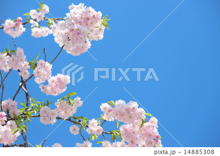 さくら（エドヒガン） 14885308