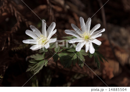 キクザキイチゲ 14885504