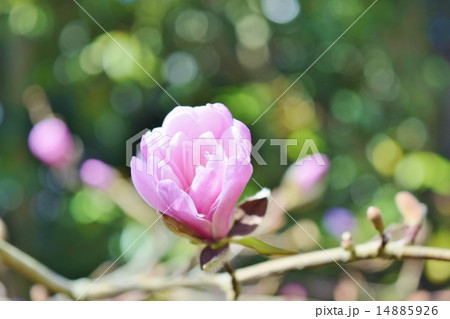 シデコブシ 14885926