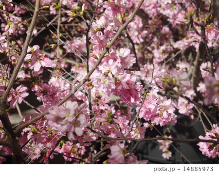 雅桜 雅桜 14885973