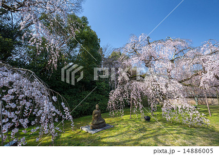 枝垂桜 枝垂桜 14886005