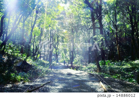 光と共に舞い降りる妖精たち 光と共に舞い降りる妖精たち 14886012