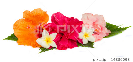 pile of colorful hibiscus flowers pile of colorful hibiscus flowers 14886098